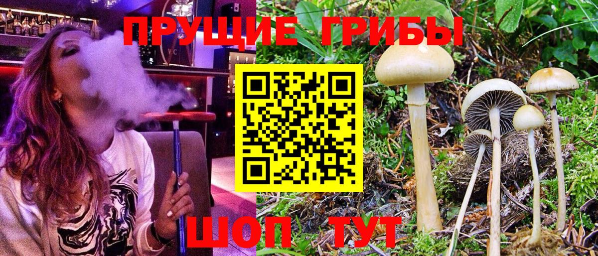 Галлюциногенные грибы GOLDEN TEACHER  Вход с VPN  Йошкар-Ола  Псилоцибиновые грибы Psilocybe 